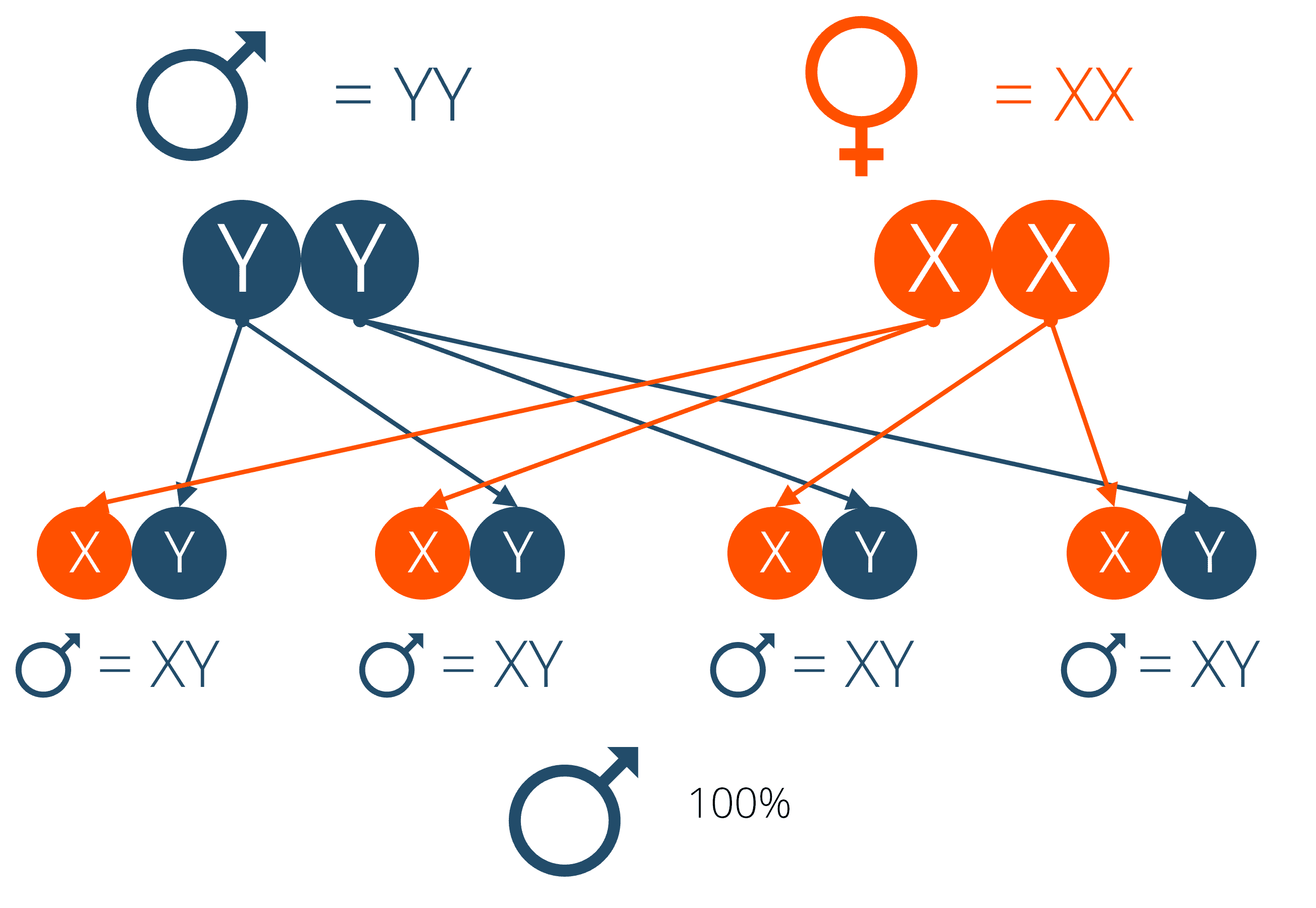 SuperTilapia YY technology genetic theory